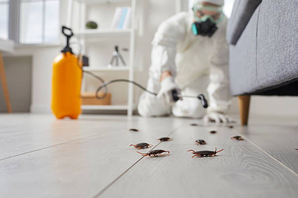 Trusted Termite Control service in Jewett City, CT - Nex Pest Control